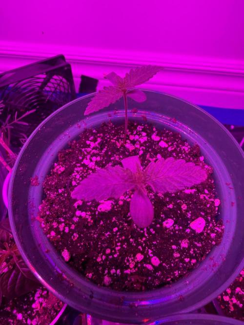 Runtz Muffin Pheno HUNT!. Week 1