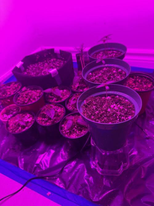 Runtz Muffin Pheno HUNT!. Week 1
