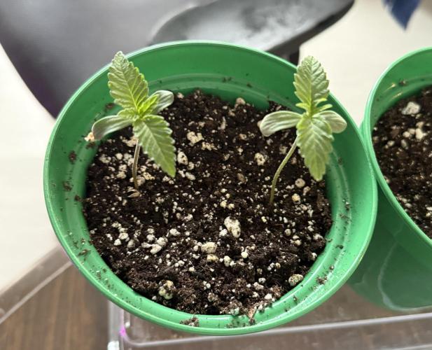 Runtz Muffin. Week 1