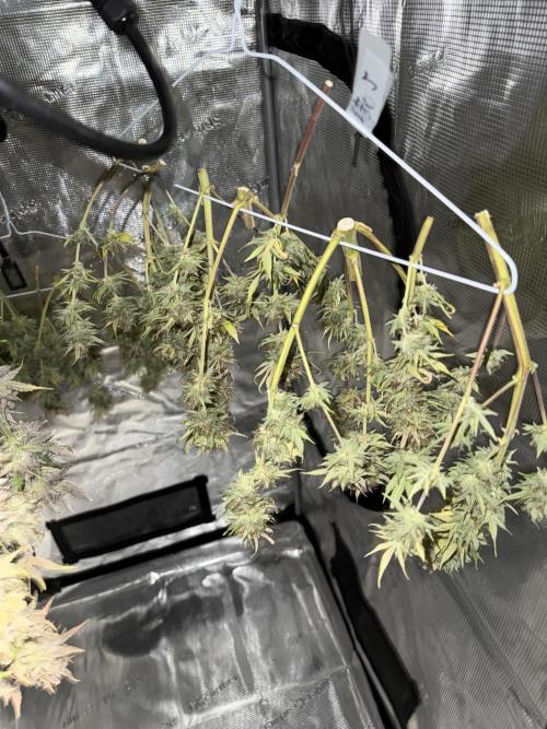 Gold Glue Organic Run AGAIN. Week 10