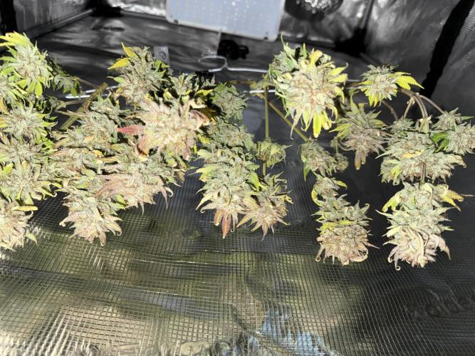 Gold Glue Organic Run AGAIN. Week 10