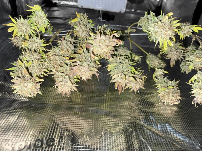 Gold Glue Organic Run AGAIN. Week 10