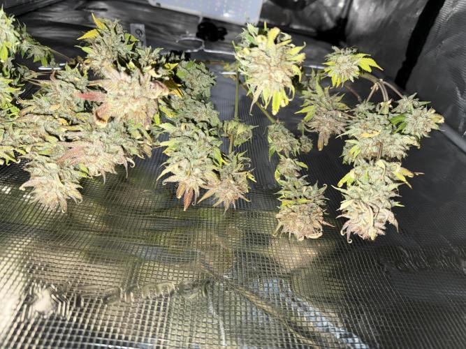 Gold Glue. Week 10