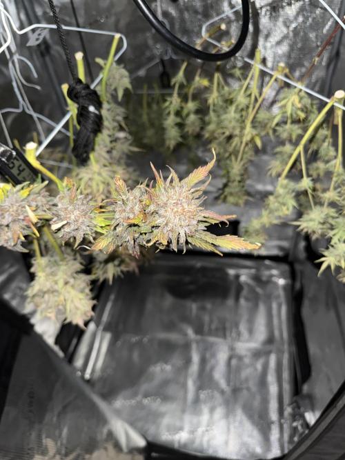 More Organic Autos: MW x GWK (Freebie). Week 10