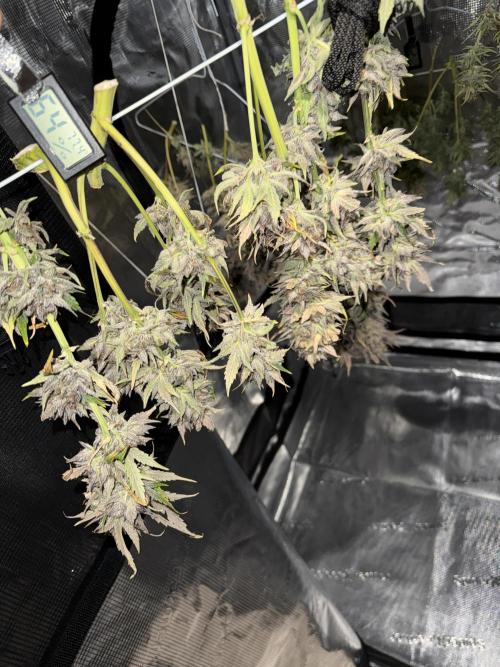 More Organic Autos: MW x GWK (Freebie). Week 10