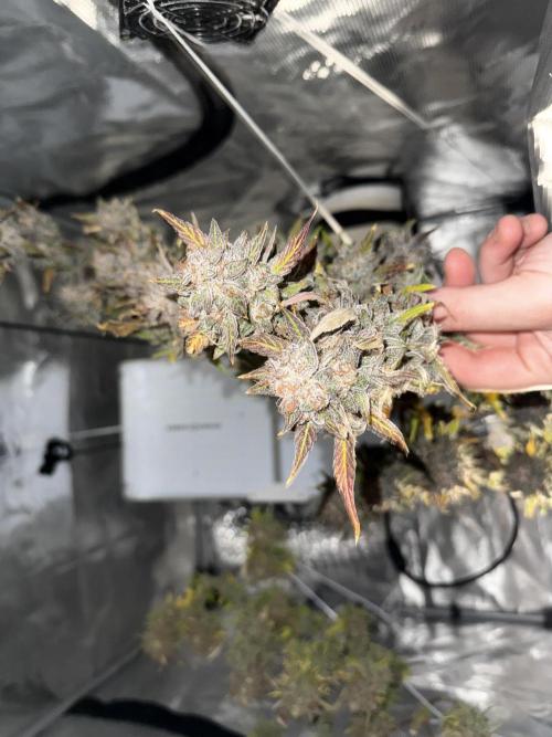More Organic Autos: MW x GWK (Freebie). Week 10