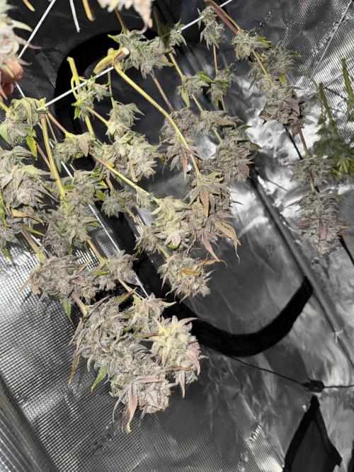 More Organic Autos: MW x GWK (Freebie). Week 10