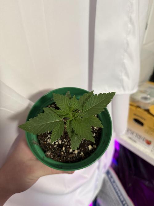 Runtz Muffin Pheno HUNT!. Week 3