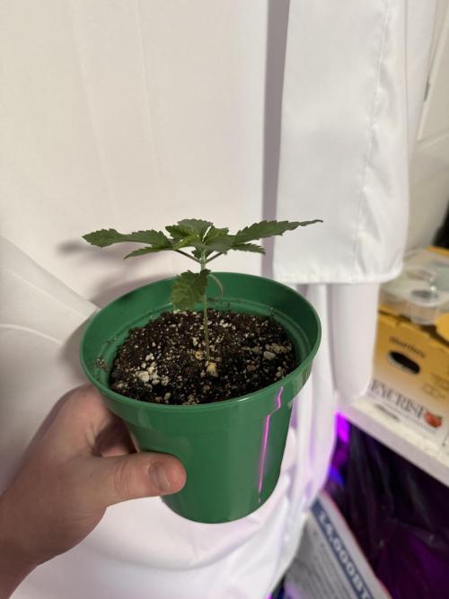 Runtz Muffin Pheno HUNT!. Week 3