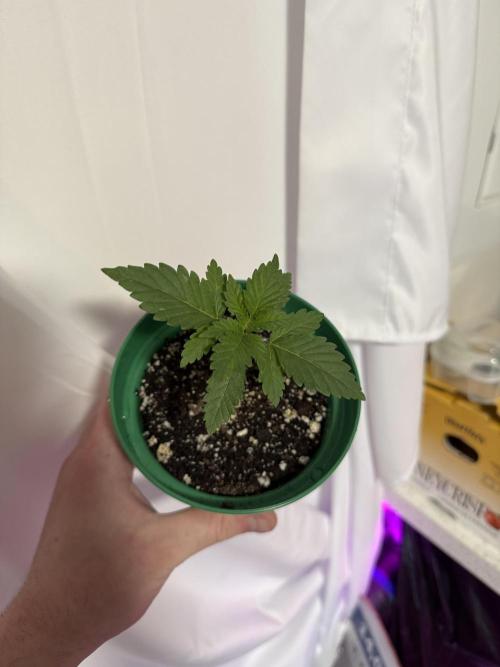 Runtz Muffin Pheno HUNT!. Week 3