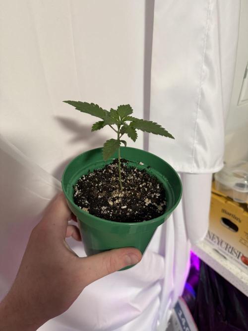 Runtz Muffin Pheno HUNT!. Week 3