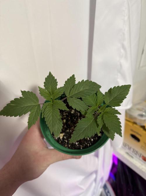 Runtz Muffin Pheno HUNT!. Week 3