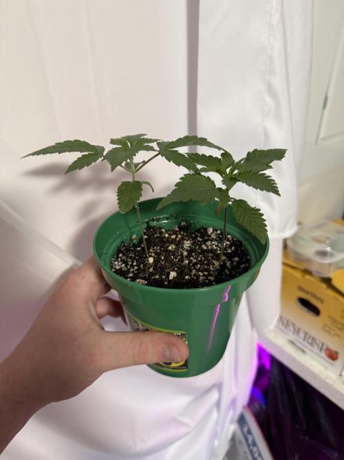 Runtz Muffin Pheno HUNT!. Week 3