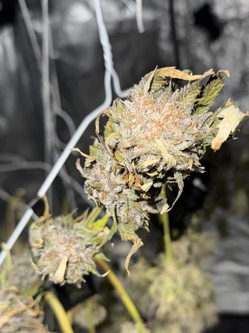 More Organic Autos: MW x GWK (Freebie). Week 10 - 3 days into dry, stable rh and temp