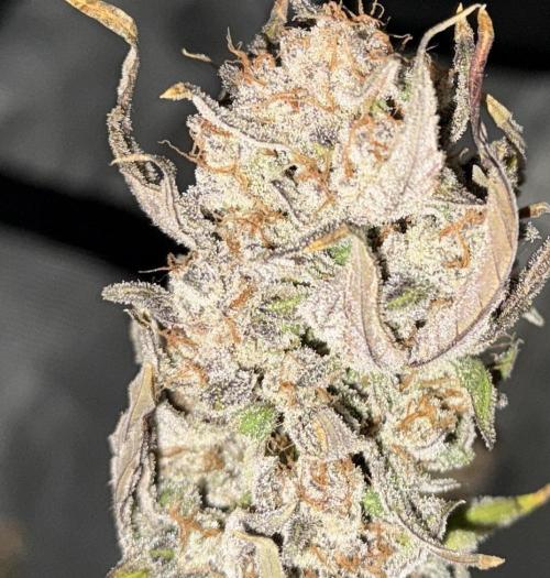 More Organic Autos: MW x GWK (Freebie). Week 10 - ..