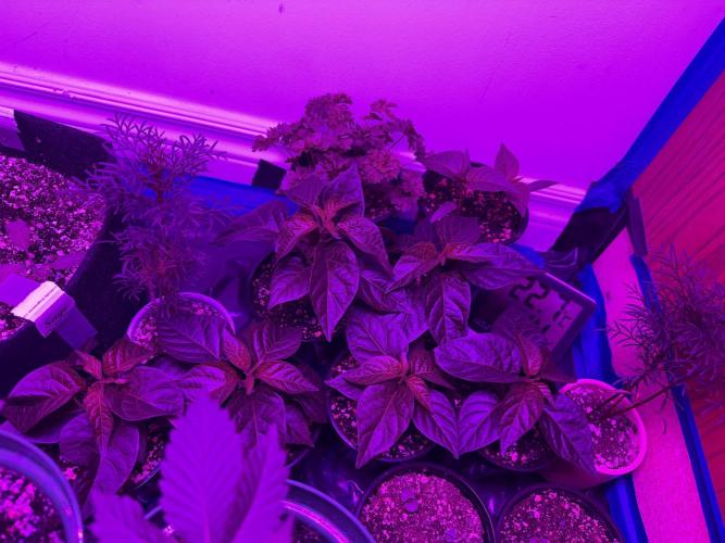 Habenero Bonsai Project 🌶️🌴. Week 7