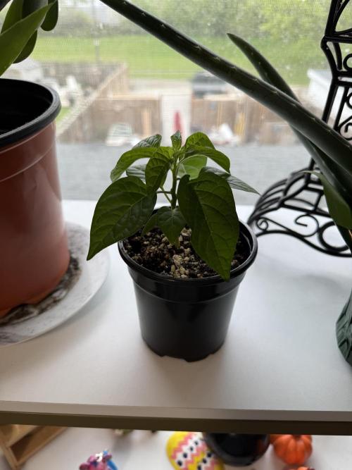 Habenero Bonsai Project 🌶️🌴. Week 7