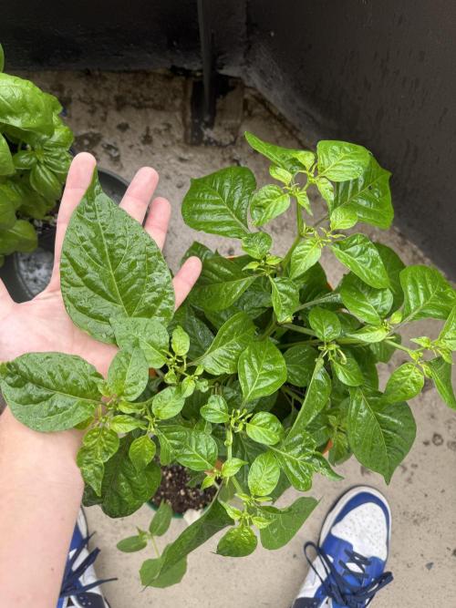 Habenero Bonsai Project 🌶️🌴. Week 16