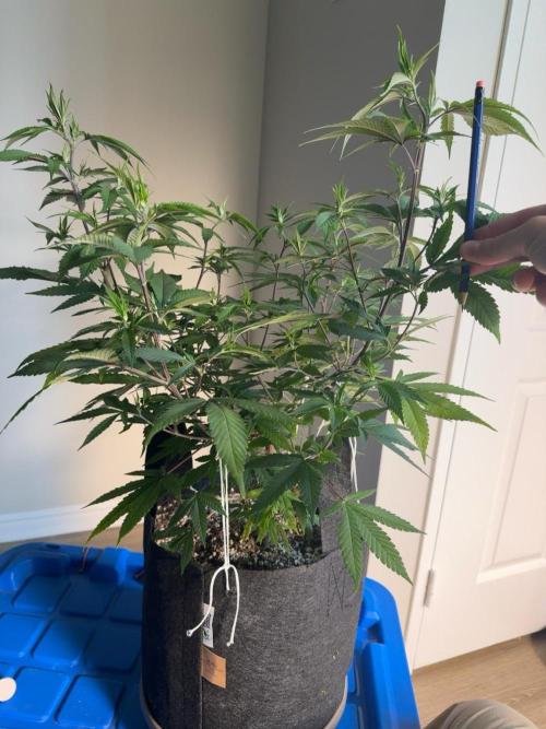 Runtz Muffin Pheno HUNT!. Week 11