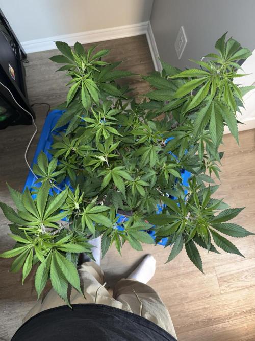 Runtz Muffin Pheno HUNT!. Week 11