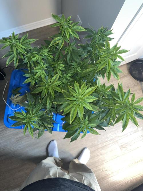 Runtz Muffin Pheno HUNT!. Week 11