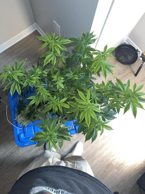 Runtz Muffin Pheno HUNT!. Week 11