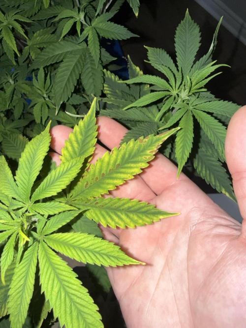 Runtz Muffin Pheno HUNT!. Week 11