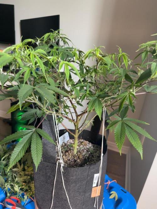 Runtz Muffin Pheno HUNT!. Week 11