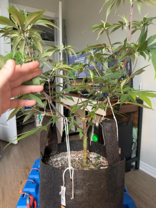 Runtz Muffin Pheno HUNT!. Week 11