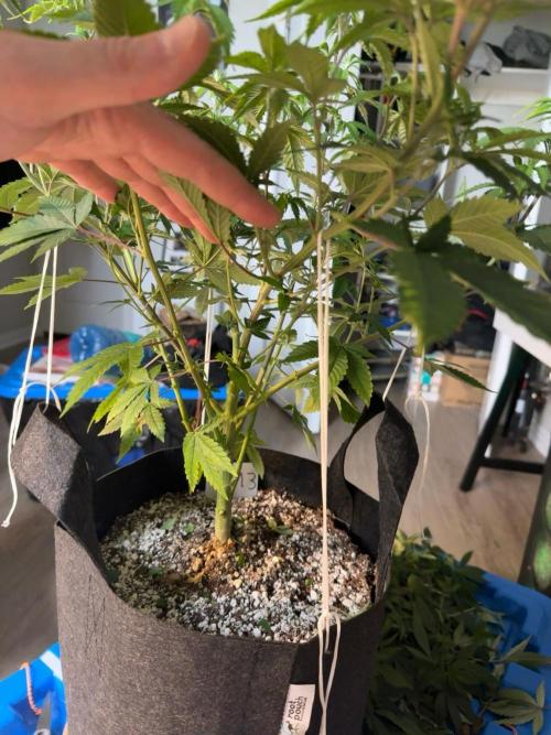 Runtz Muffin Pheno HUNT!. Week 11