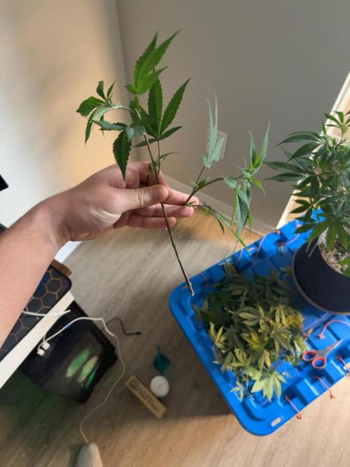 Runtz Muffin Pheno HUNT!. Week 11