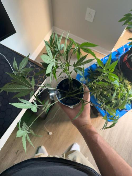 Runtz Muffin Pheno HUNT!. Week 11