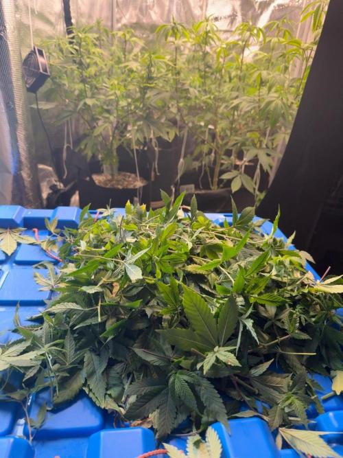 Runtz Muffin. Week 11