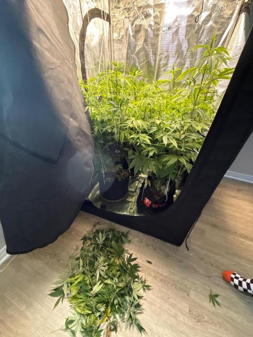 Runtz Muffin Pheno HUNT!. Week 13