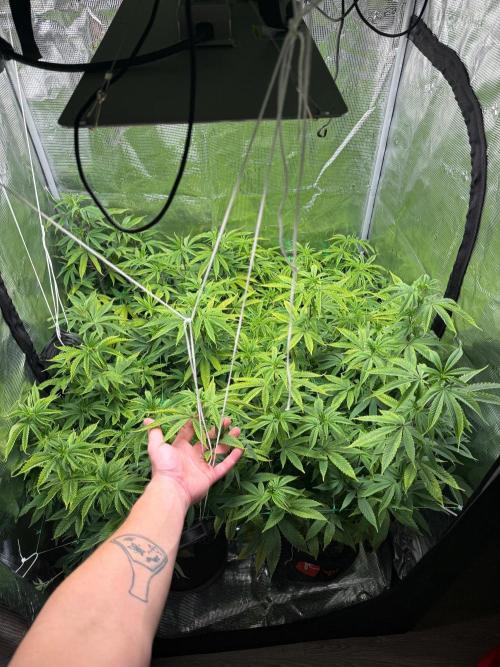 Runtz Muffin Pheno HUNT!. Week 13