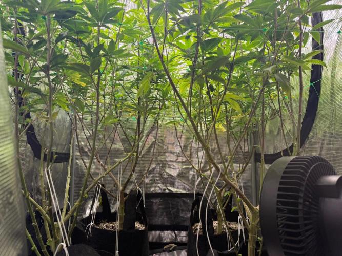 Runtz Muffin Pheno HUNT!. Week 15
