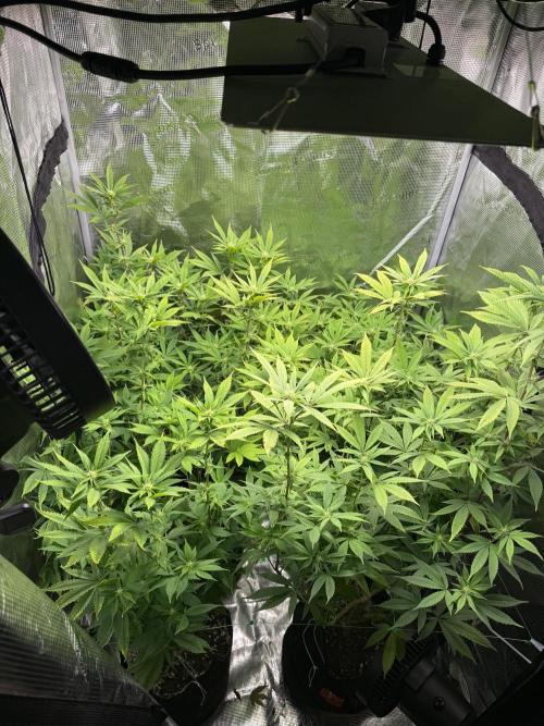 Runtz Muffin Pheno HUNT!. Week 15