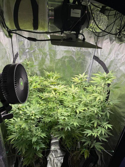 Runtz Muffin Pheno HUNT!. Week 15 - Sept4