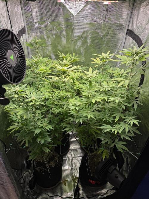Runtz Muffin Pheno HUNT!. Week 15 - Sept 4