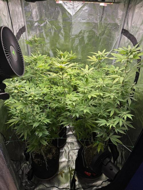 Runtz Muffin. Week 15