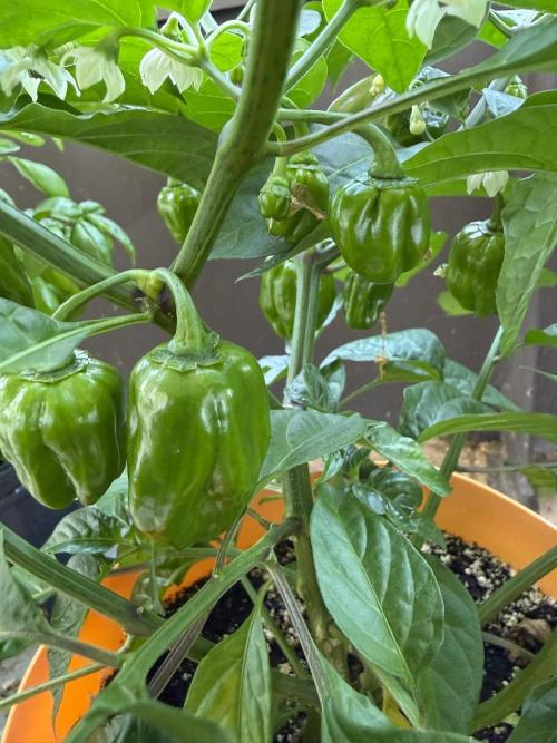 Habenero Bonsai Project 🌶️🌴. Week 17