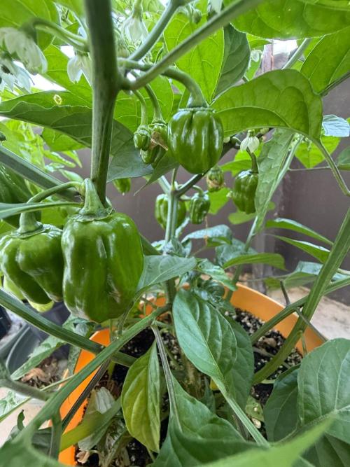 Habenero Bonsai Project 🌶️🌴. Week 17