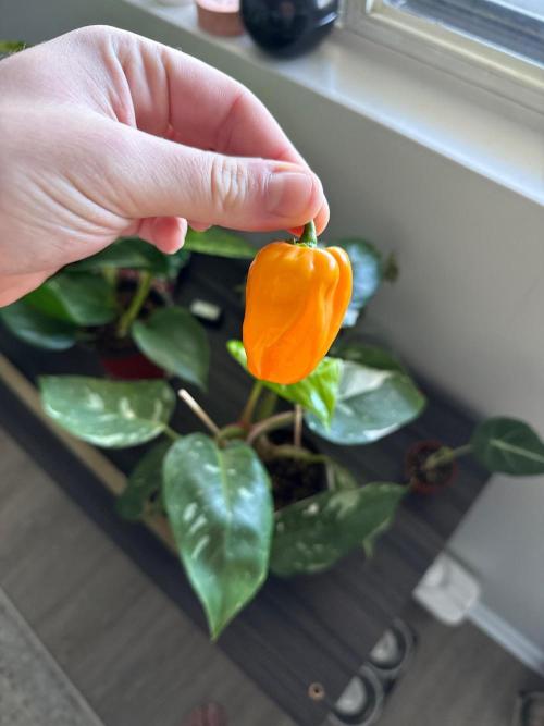Habenero Bonsai Project 🌶️🌴. Week 17