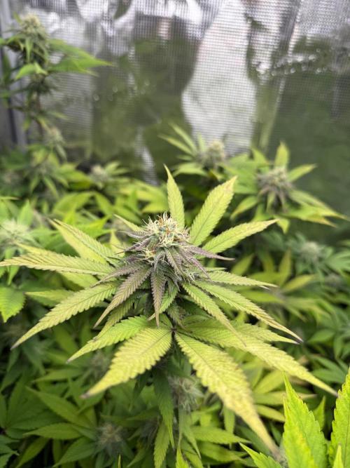 Runtz Muffin Pheno HUNT!. Week 17