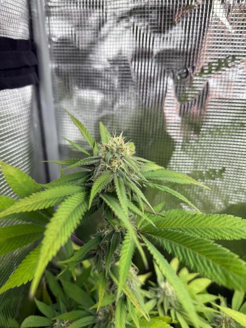 Runtz Muffin Pheno HUNT!. Week 17