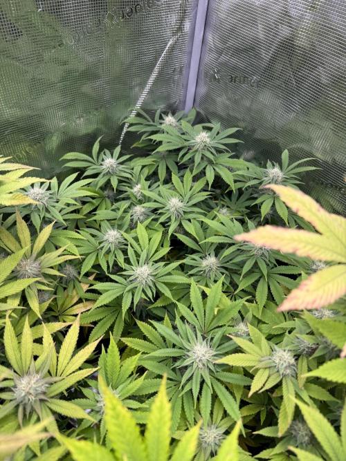 Runtz Muffin Pheno HUNT!. Week 17