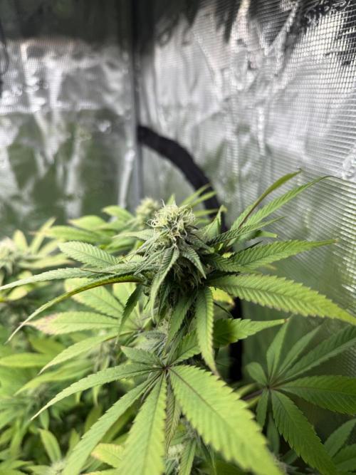 Runtz Muffin Pheno HUNT!. Week 17