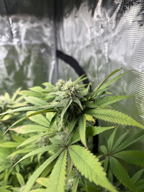 Runtz Muffin Pheno HUNT!. Week 17