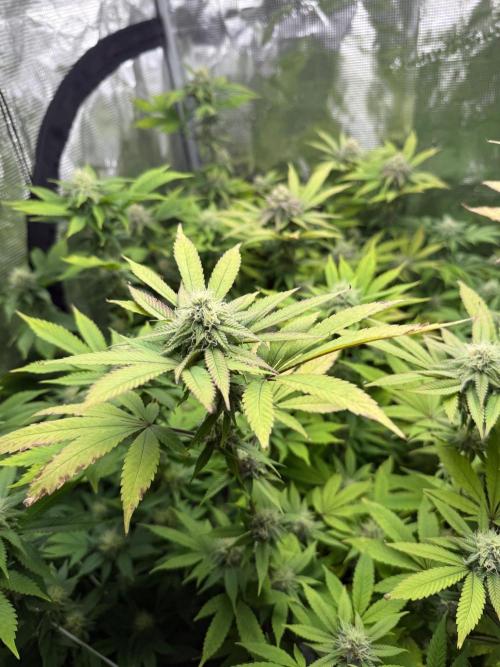 Runtz Muffin Pheno HUNT!. Week 17
