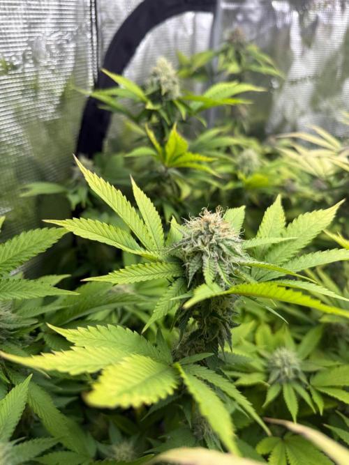 Runtz Muffin Pheno HUNT!. Week 18